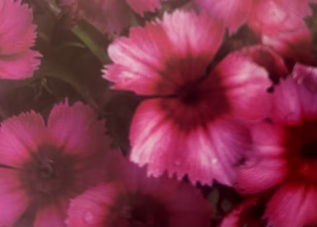 how to grow dianthus