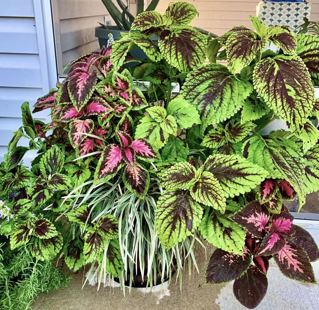 Coleus Pot Arrangement
