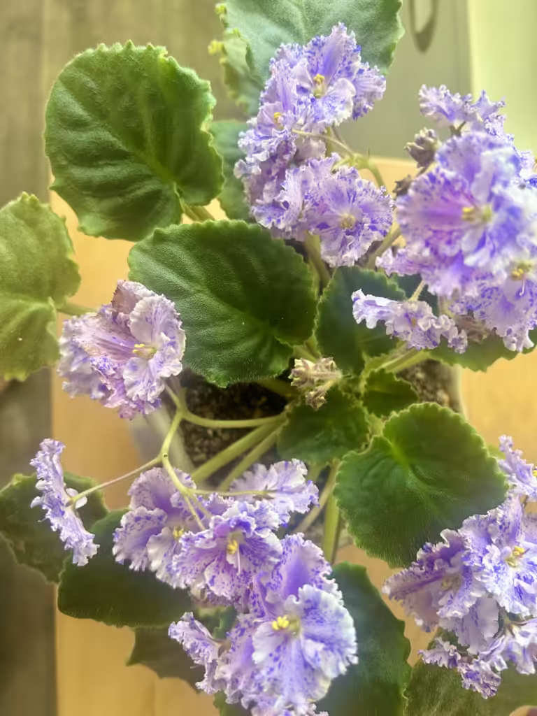 African Violet Rooting