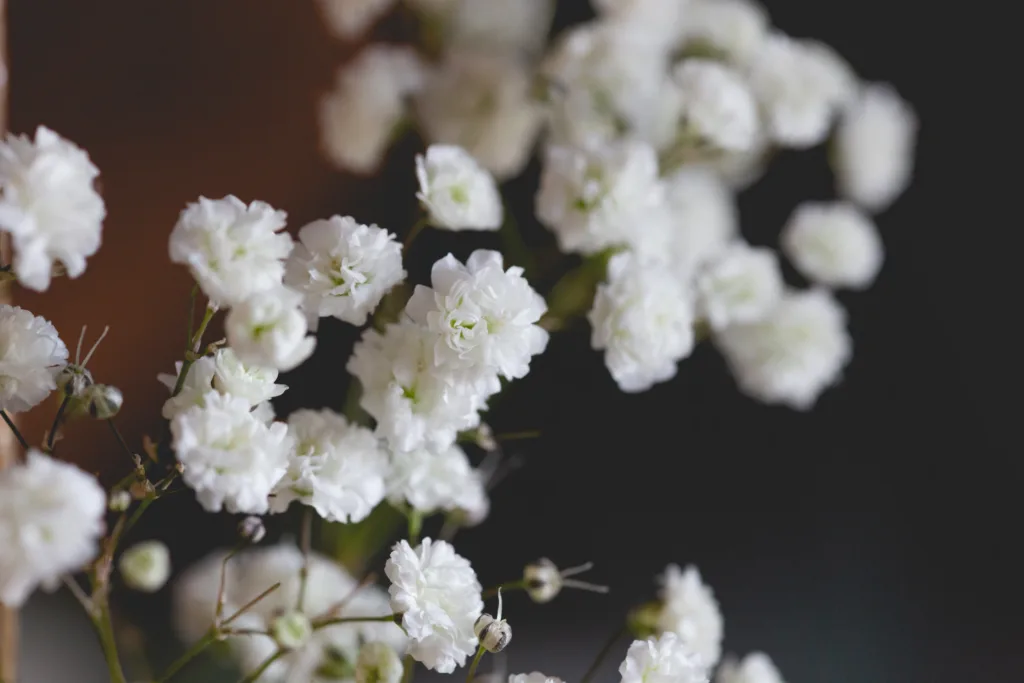 How To Grow Gypsophila