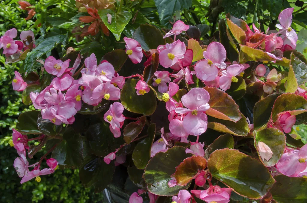 begonia plant care