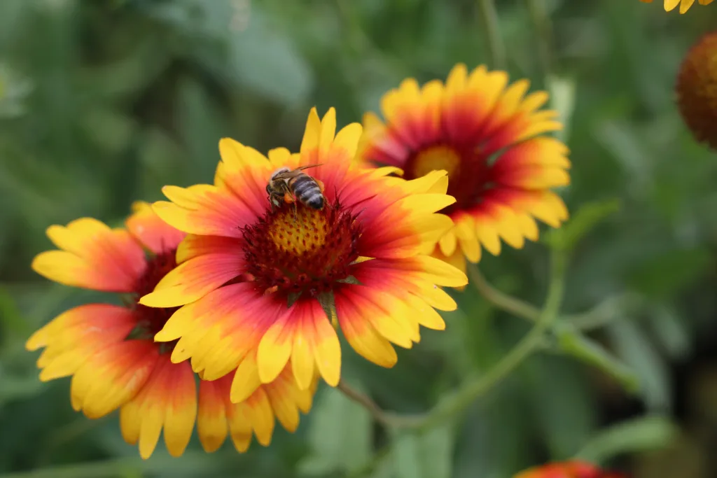 Gaillardia Plant Care