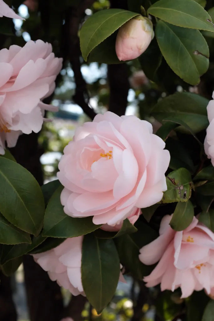 camellia plant care