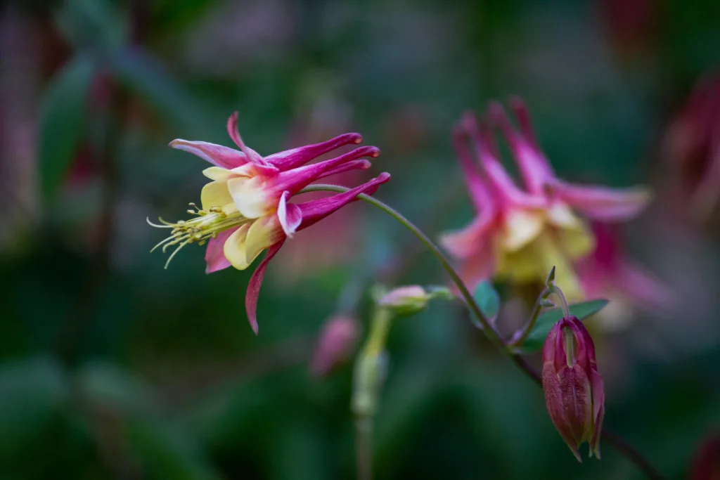 How to Grow Columbine