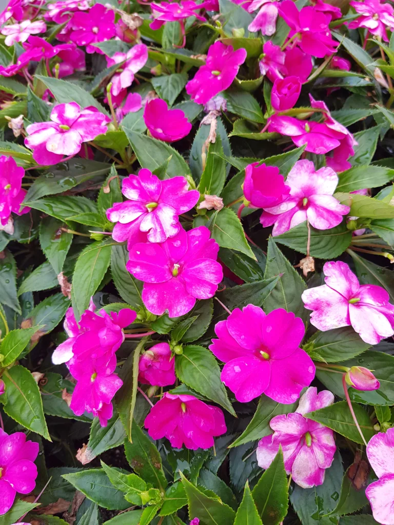 how do you care for impatiens