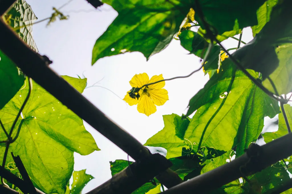 How to grow loofah sponge