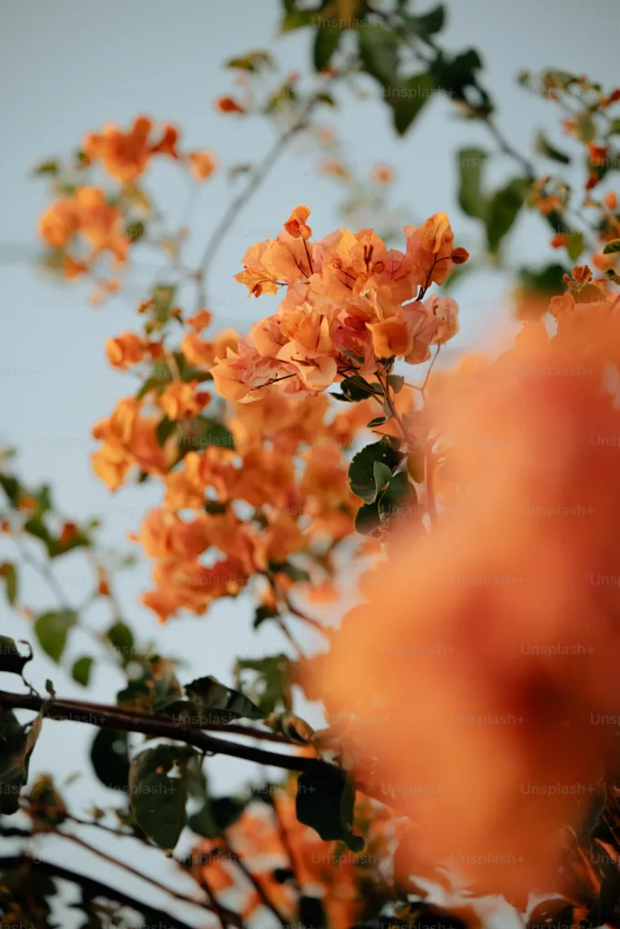 How to Plant and Grow mexican orange blossom