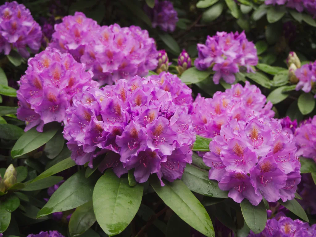 rhododendron plant care