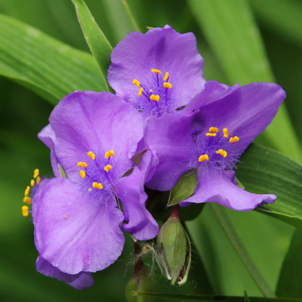 how to grow spiderwort