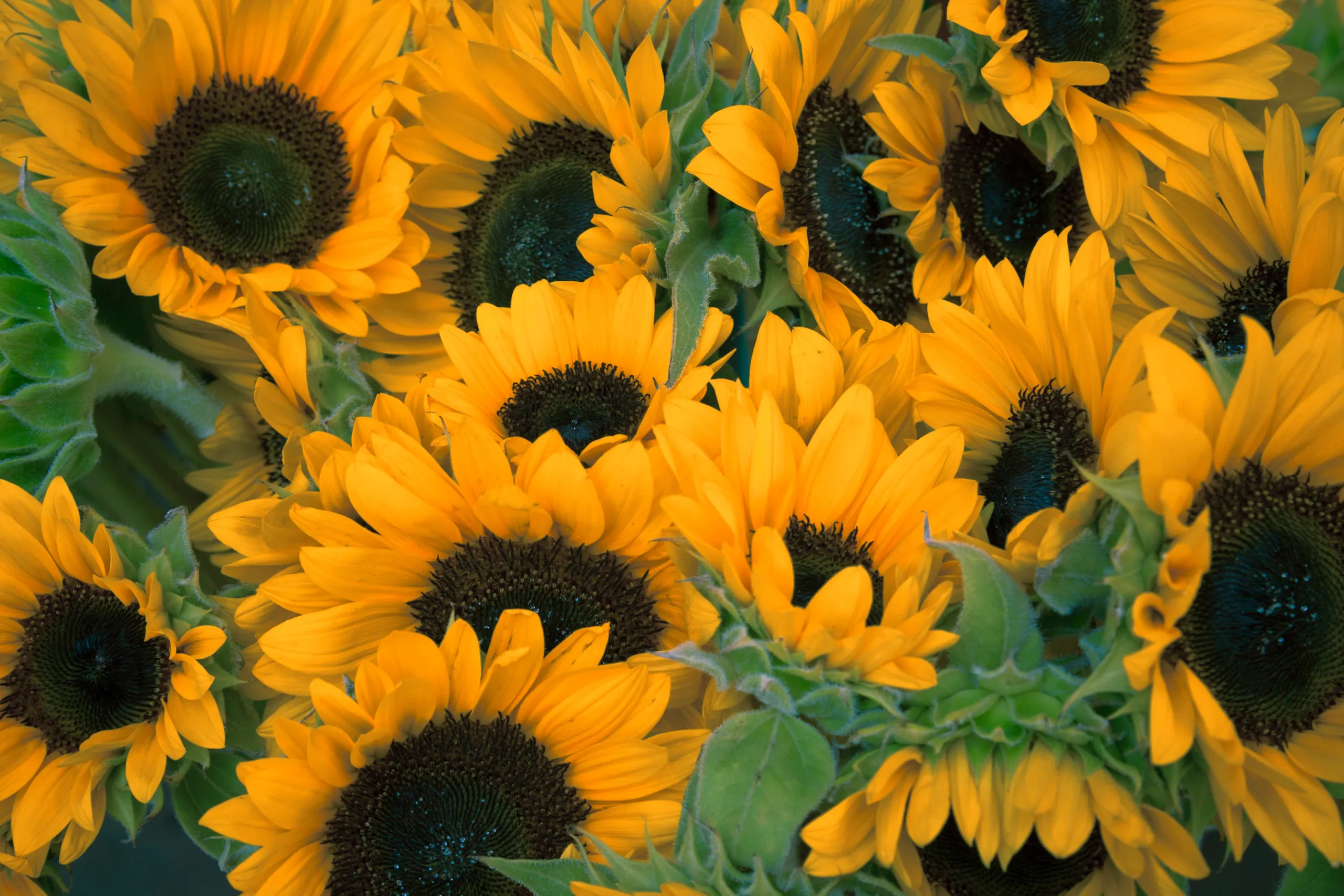 how to grow sunflowers