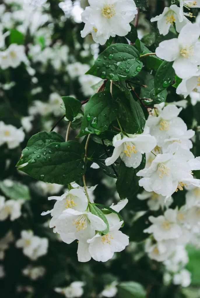 How to grow jasmine