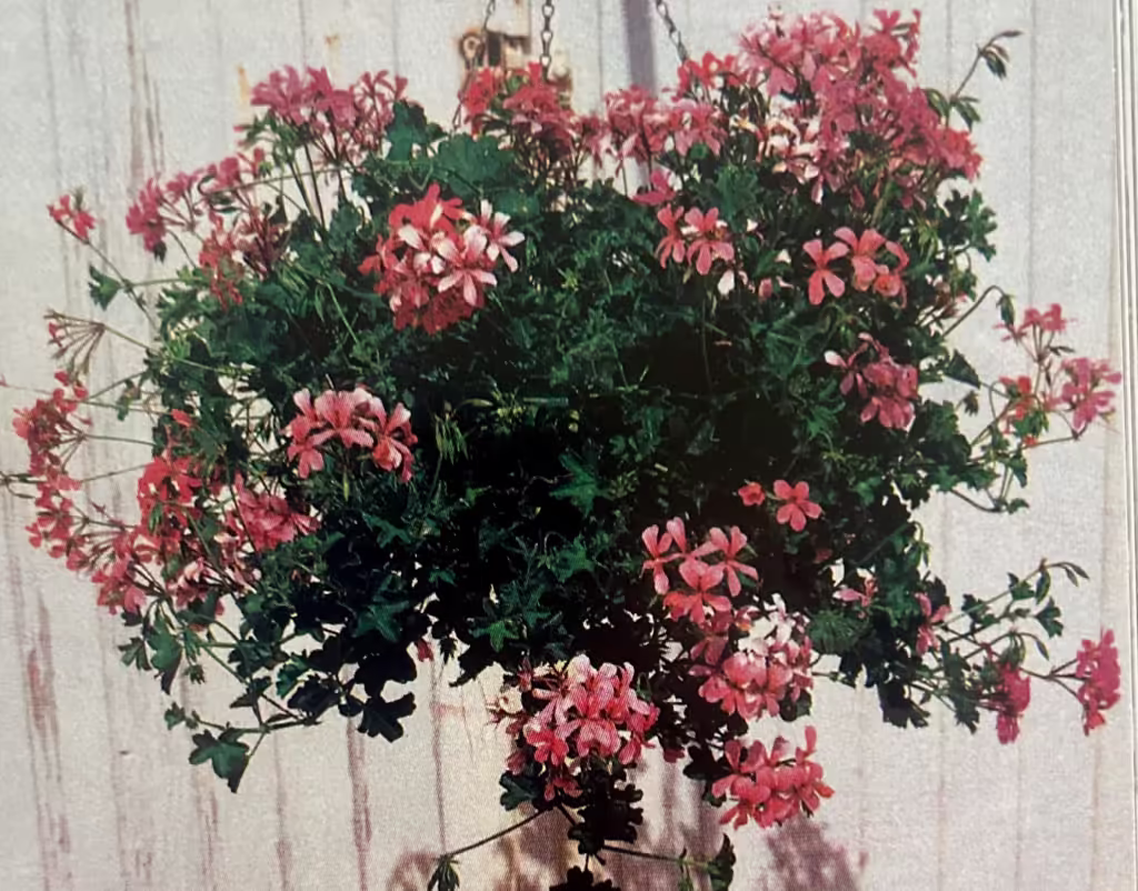 pink flower container ideas