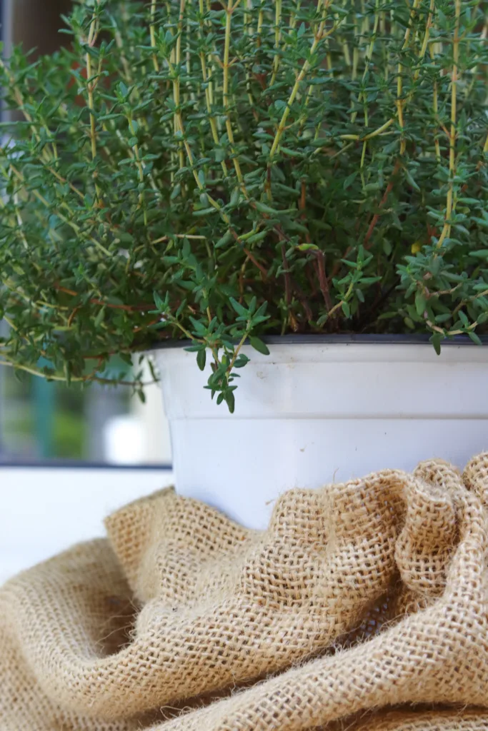 care for thyme
