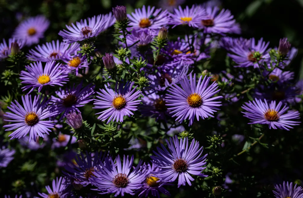 Aster How To Grow