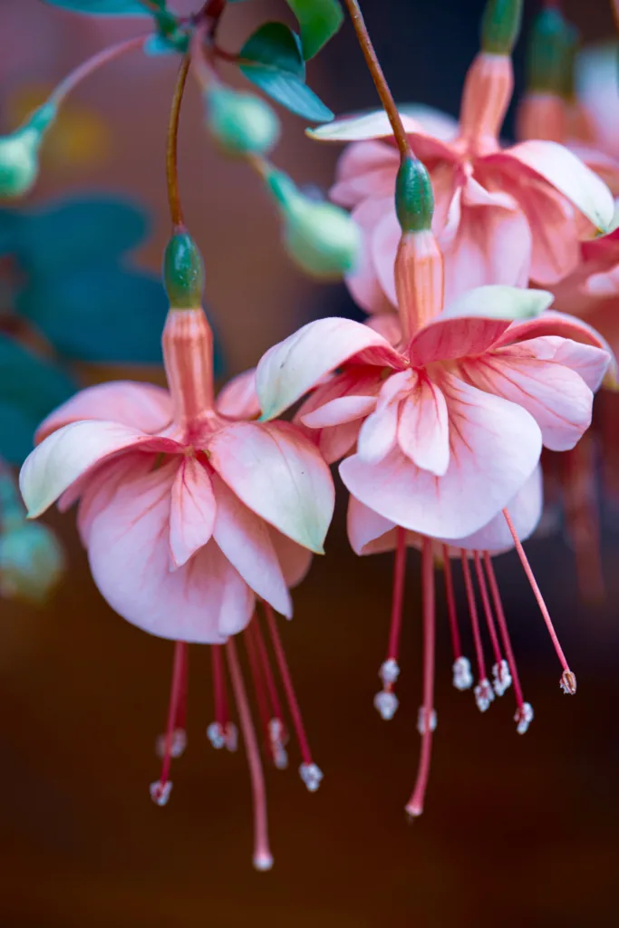 different types of fuchsia