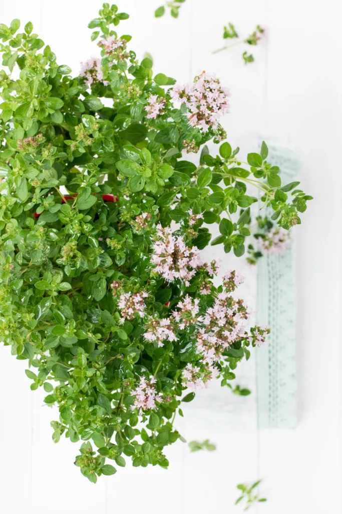 how to grow marjoram