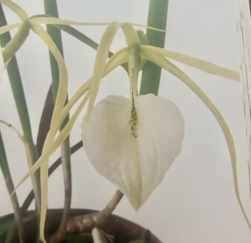 growing brassavola nodosa orchids