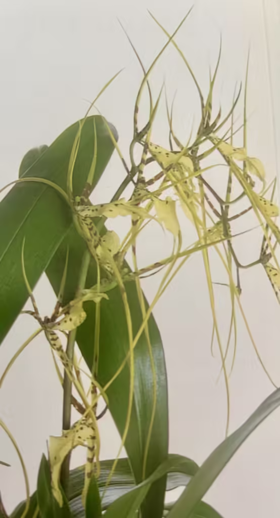 Brassia Orchid Care