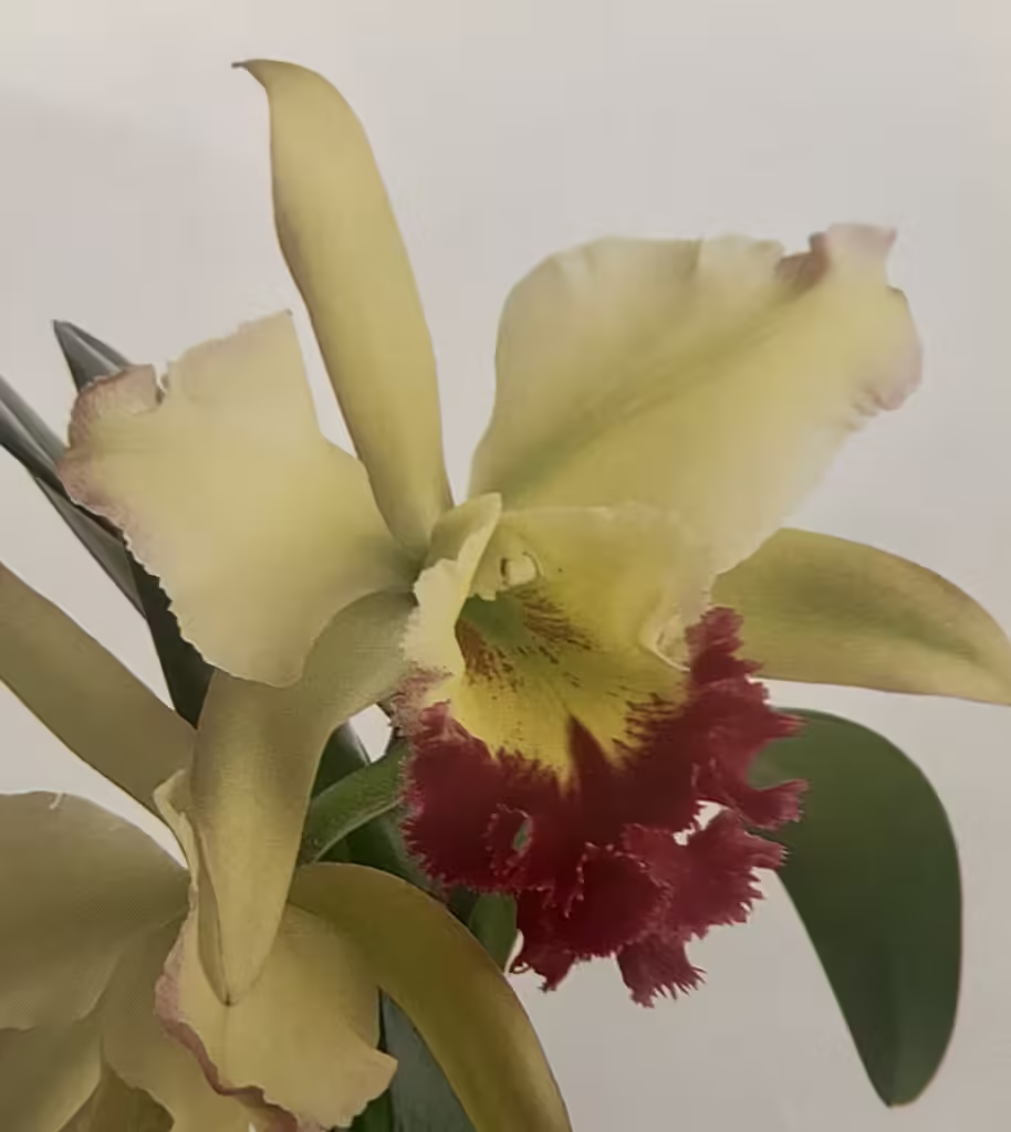 Sea Swirl Mermaid Orchid