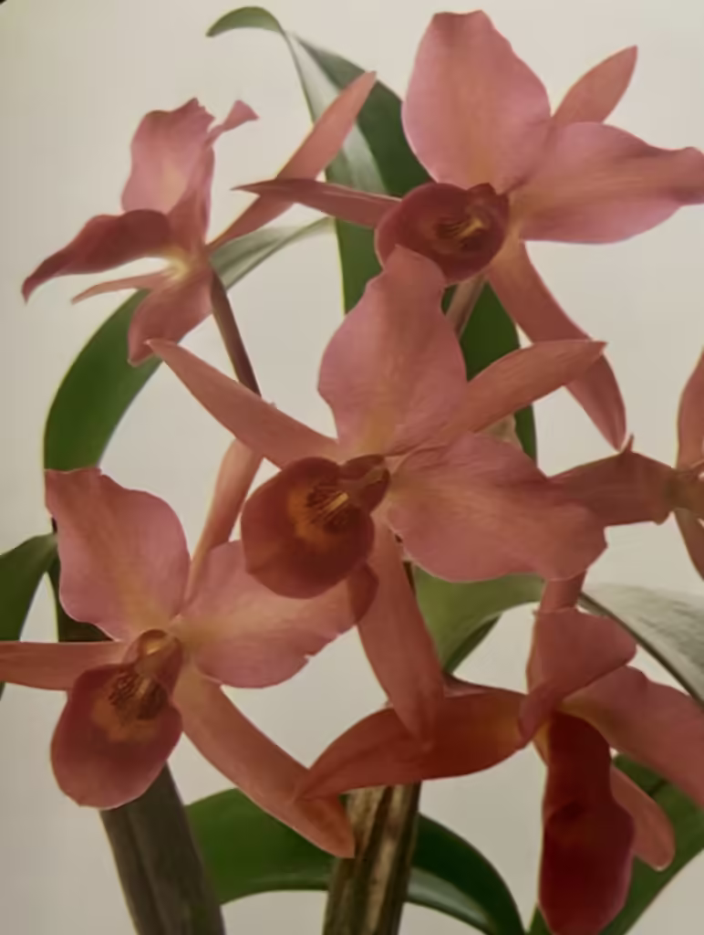 Growing Cattleya Guatemalensis Orchids