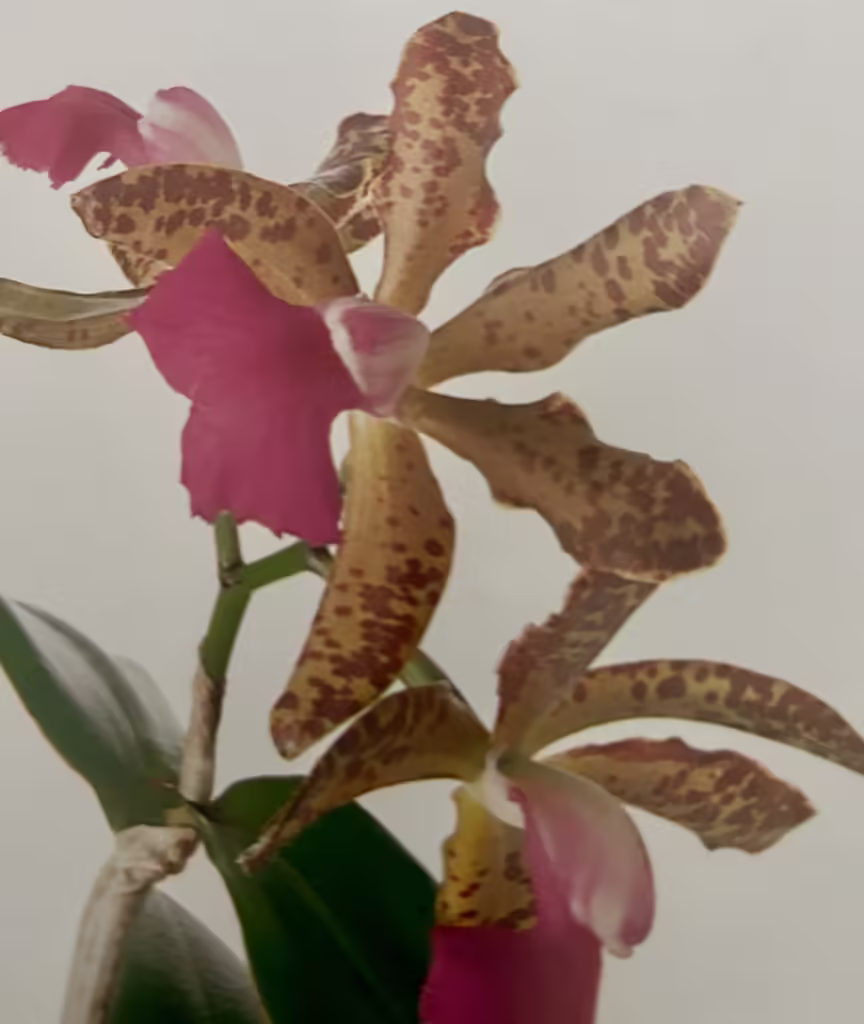 Growing Cattleya Hybrid Orchids