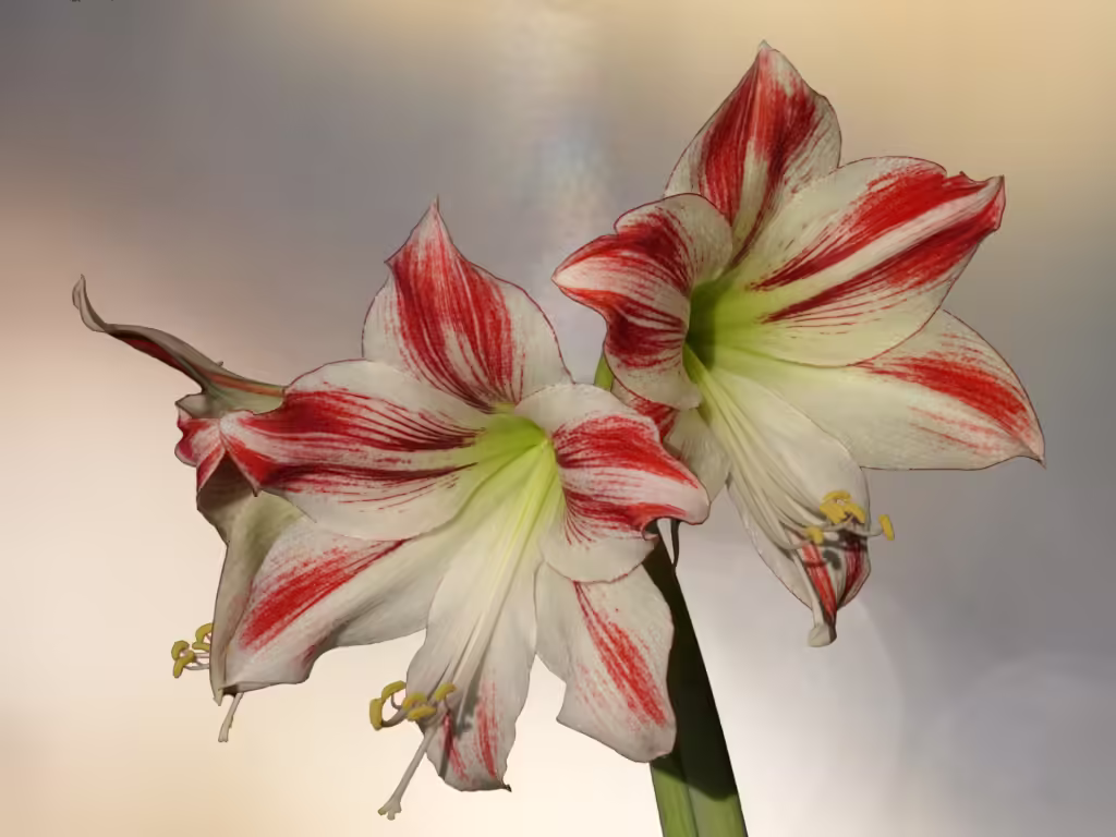 Amaryllis Plant Care