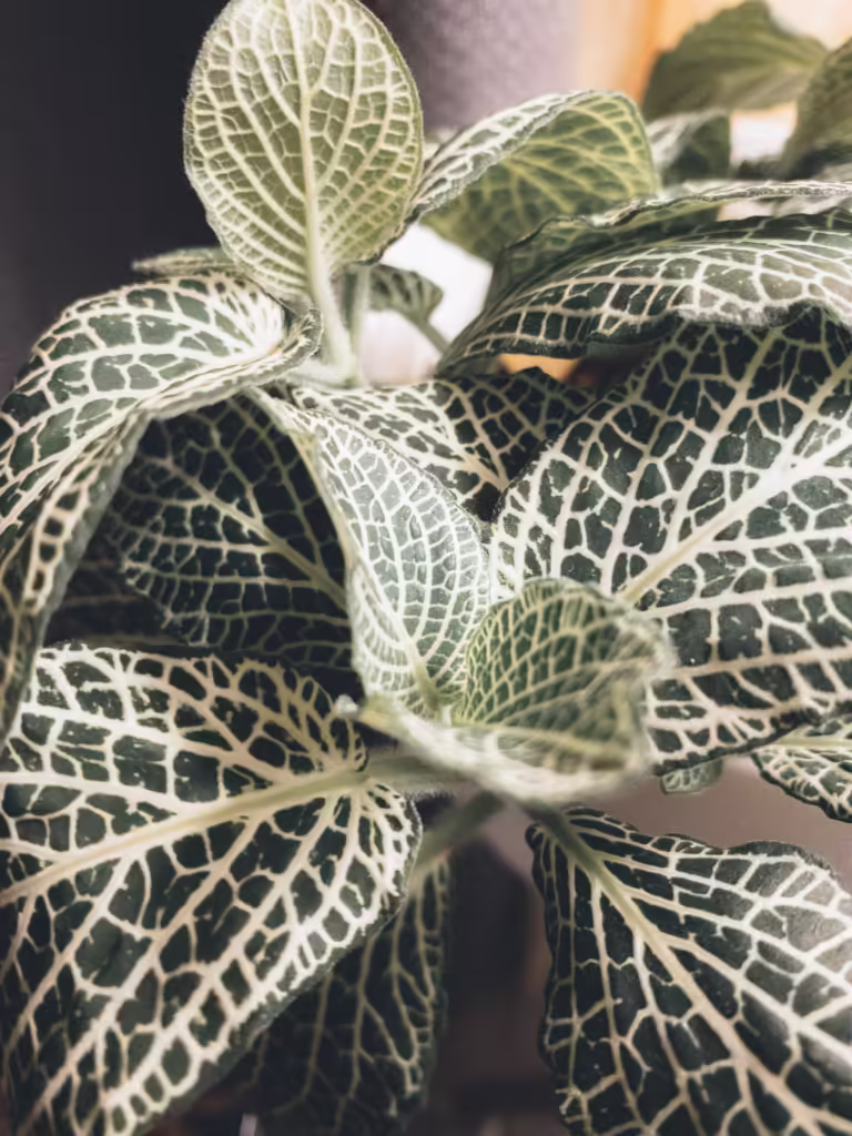 how to grow and care for nerve plant