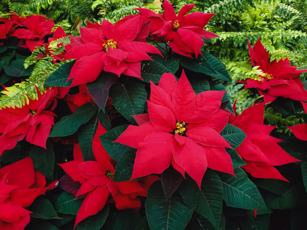 how to grow poinsettia