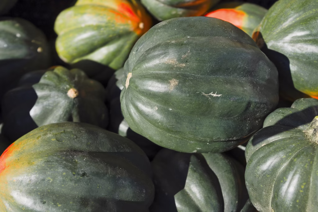 Growing Acorn Squash