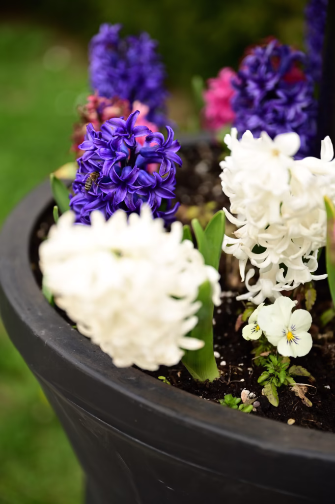 how to grow hyacinth indoors