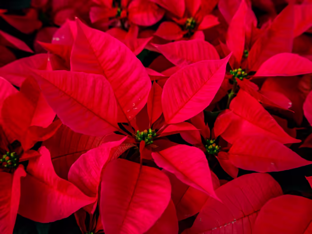 How To Water Poinsettia