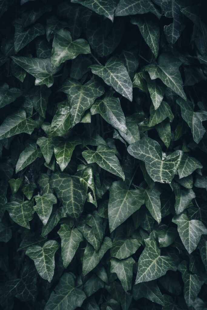 growing ivy evergreen plants