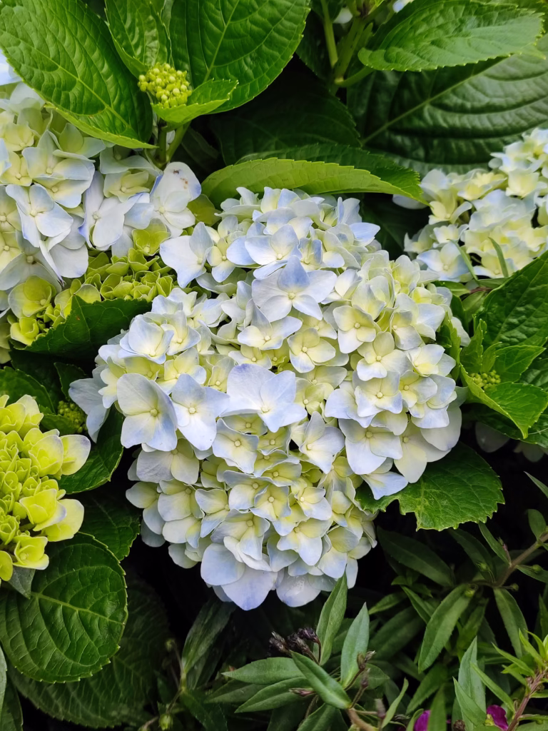 How to Grow Hydrangeas