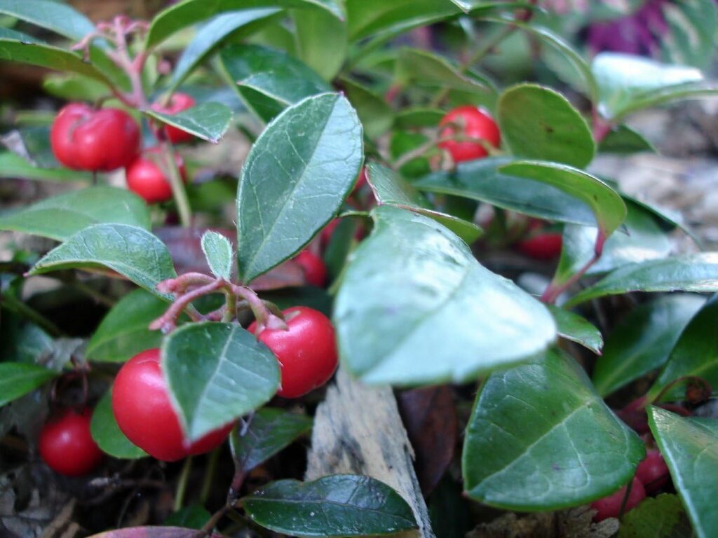 how to grow wintergreen