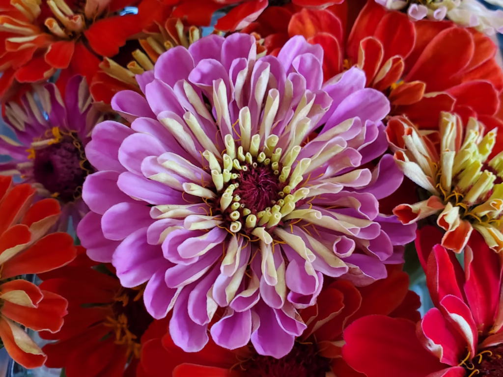 Start Zinnia Seeds Indoors