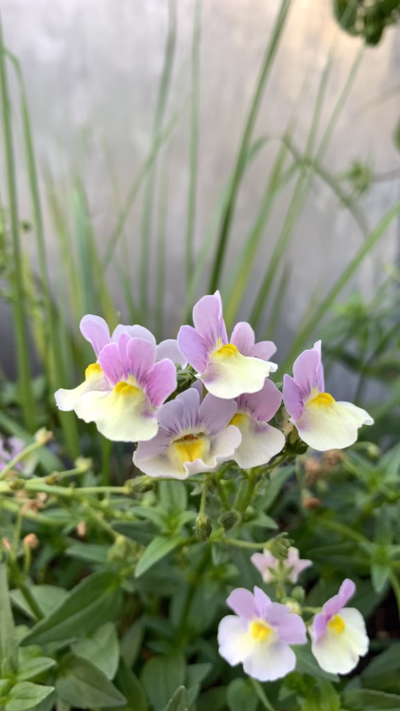 how to grow nemesia
