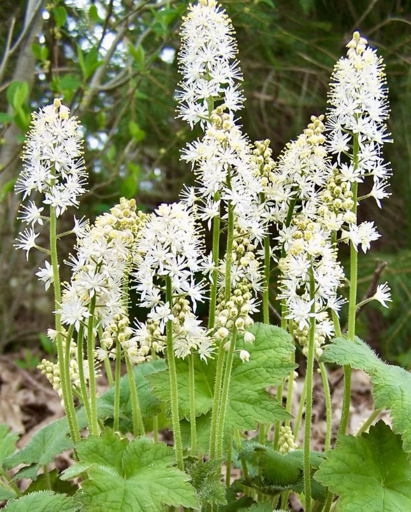 Tiarella Spring Symphony