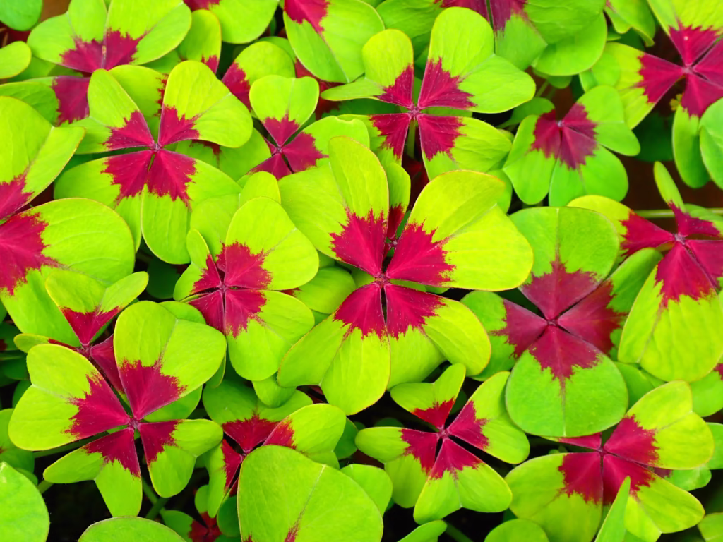 How to Grow Oxalis