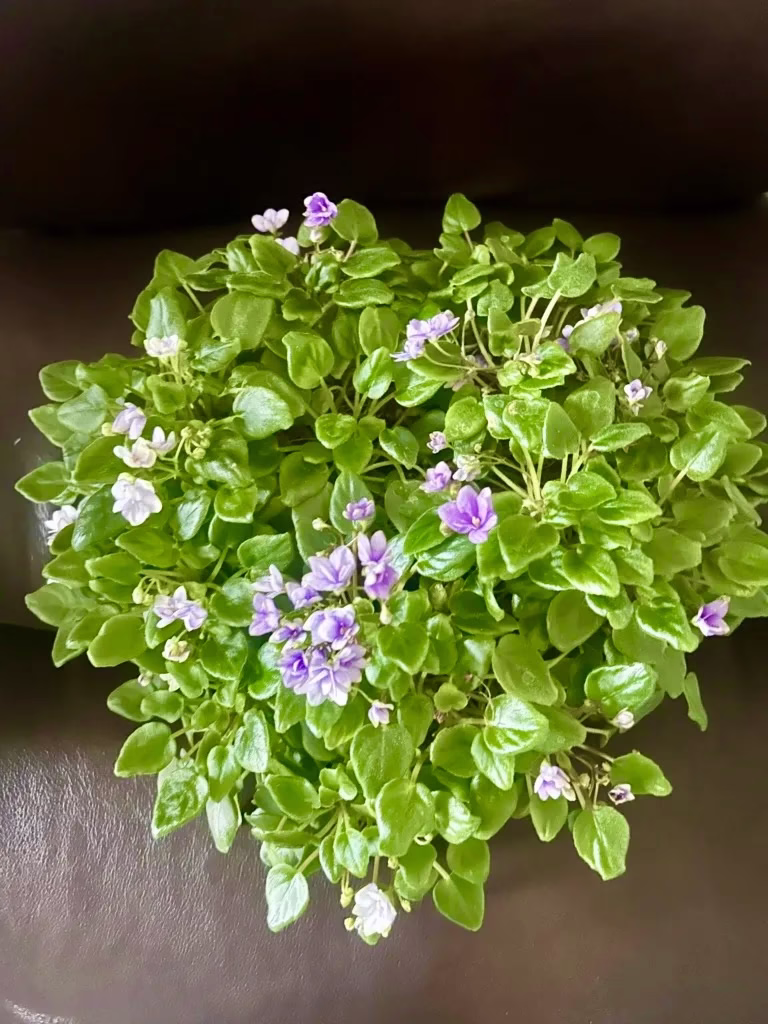 African Violet From leaf