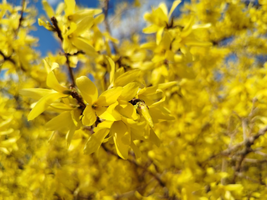 How to Propagate Forsythia
