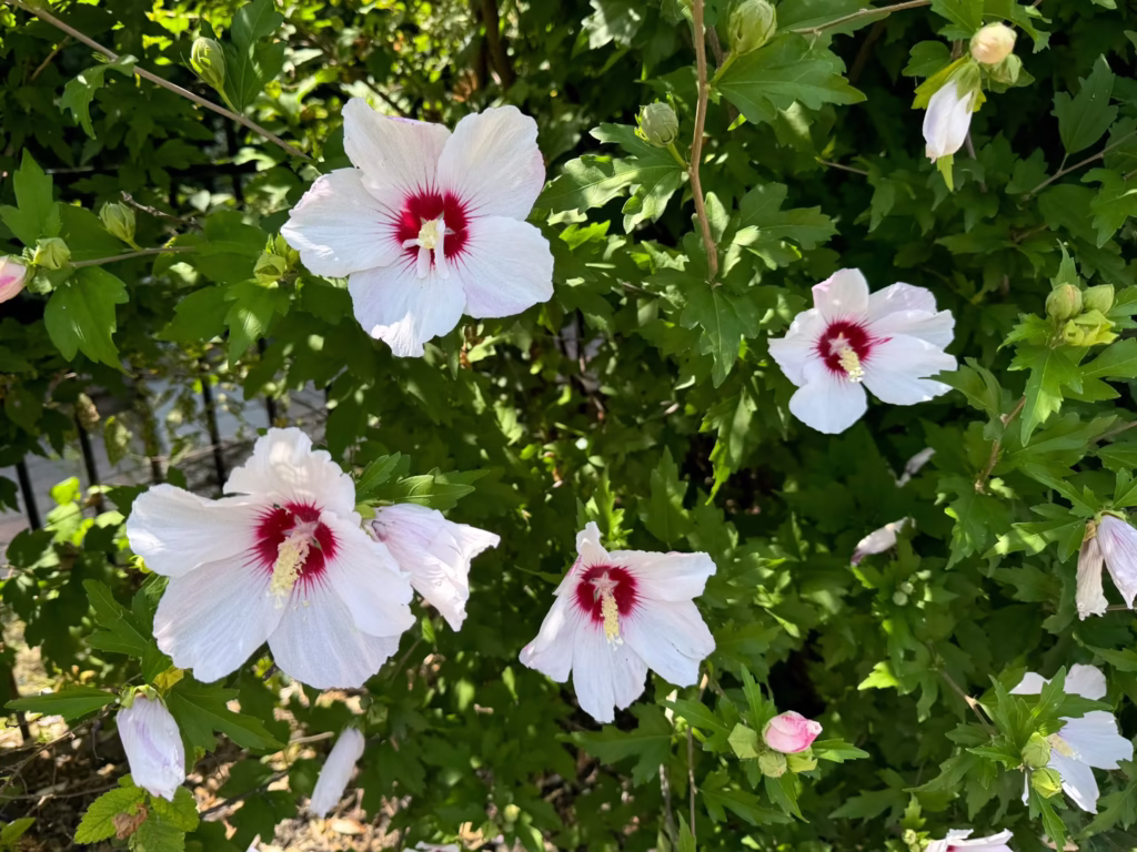 trimming rose of sharon
