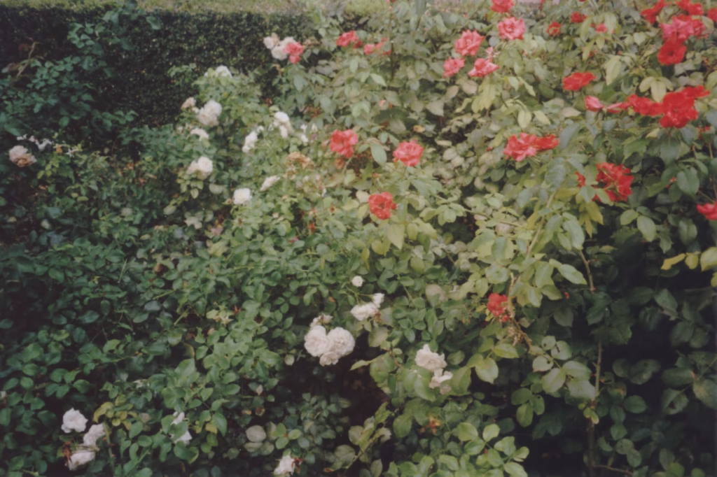 ground cover rose care