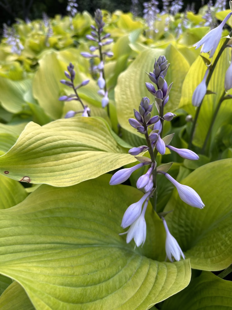 hosta shade garden