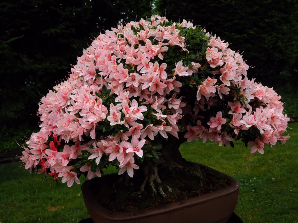 bonsai tree starter kit