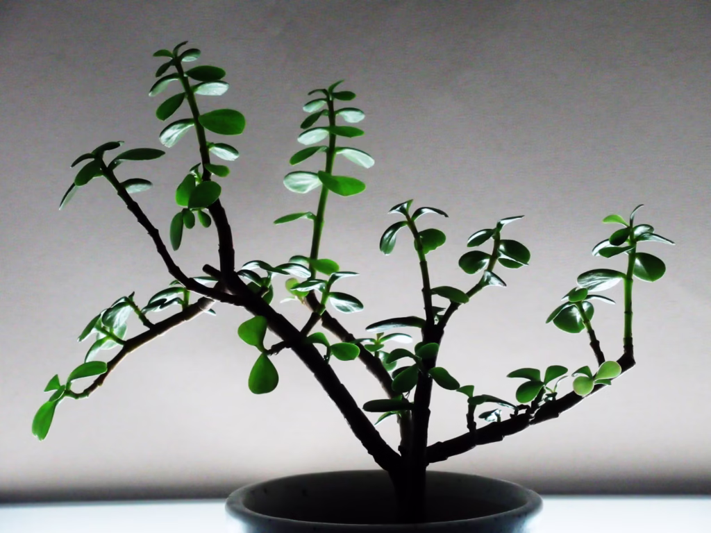 bonsai jade plant care