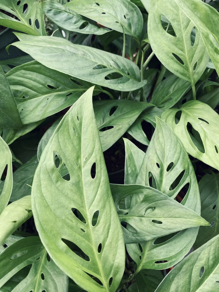 growing monstera in water