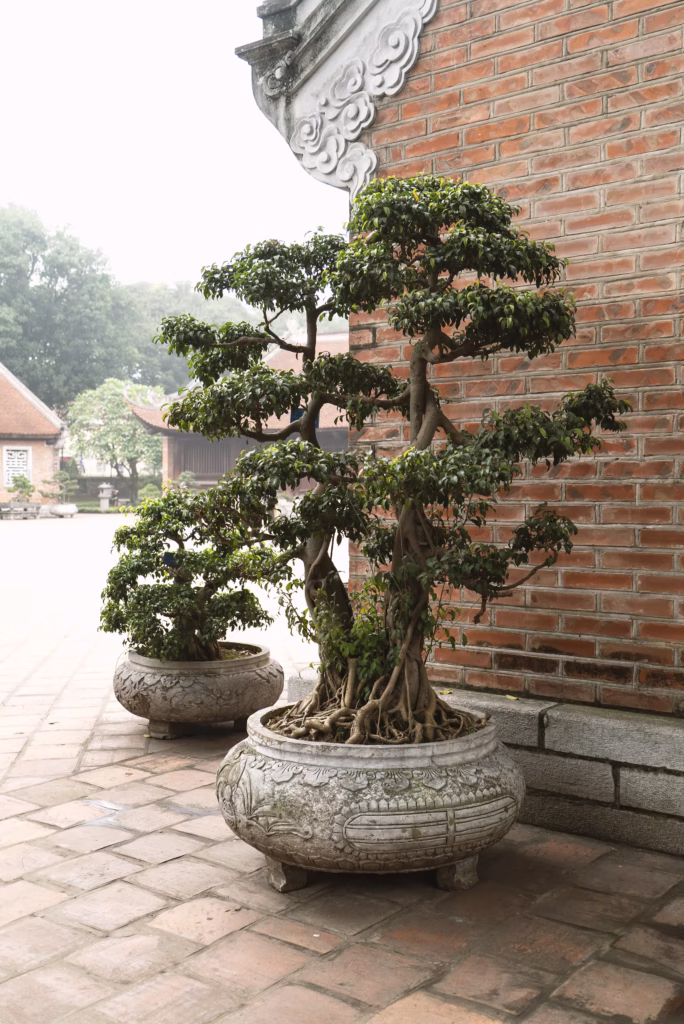 bonsai tree care