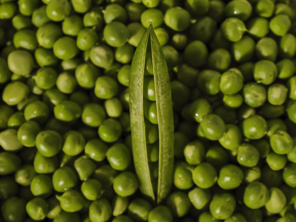 How to Save pea seeds