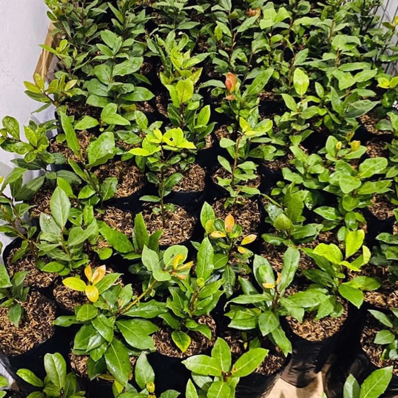 How to propagate bay leaf