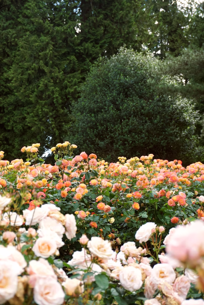 Sweet Scented plants